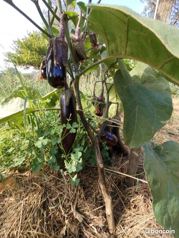 Vends légumes jardin potager permaculture : Tomates Courgettes Concombres Blettes Poivrons Piments etc (image 17)
