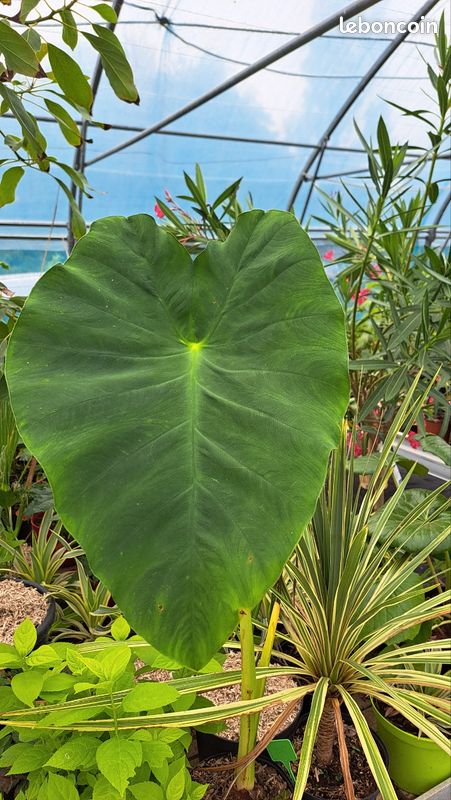 Plantes exotiques (image 5)