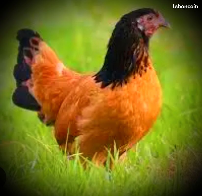 Oeufs fécondés sur 8 races (image 5)
