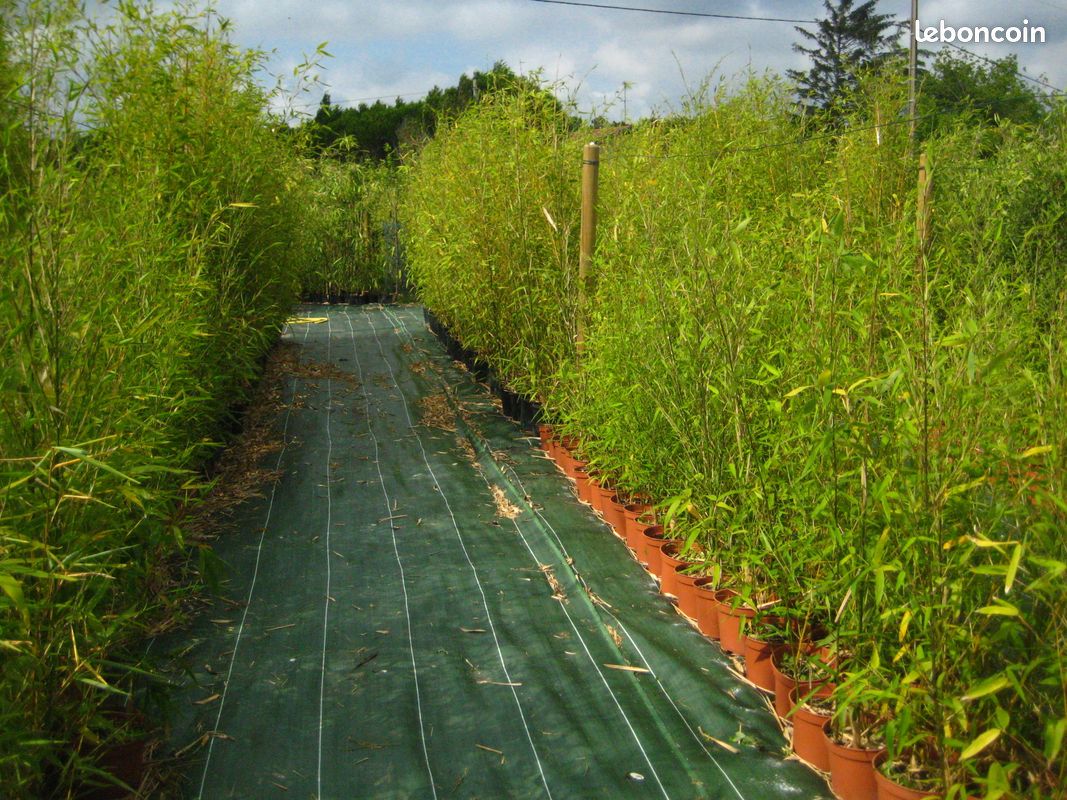 Bambous - Jardin & Plantes