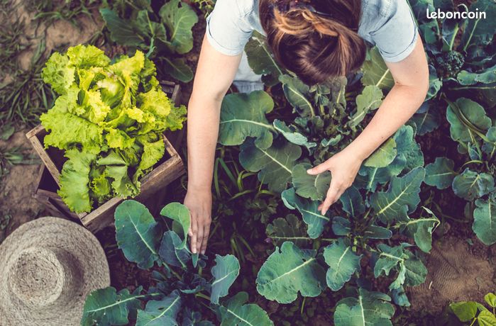 Ouvrier/ ouvriere agricole (H/F)
