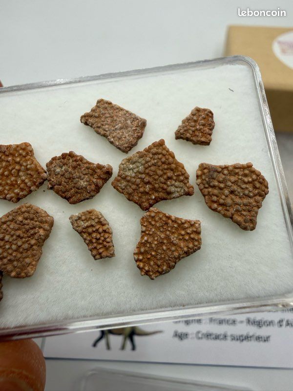 Lot de 10 fossiles coquilles de dinosaure authentique (image 4)