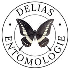Delias Entomologie