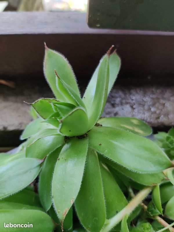 Plante grasse Joubarbe - Sempervivum (image 4)