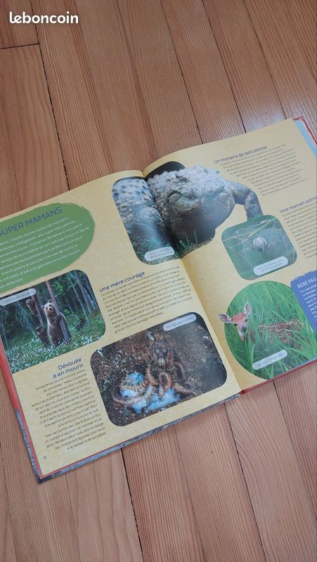 Bd (image 3)