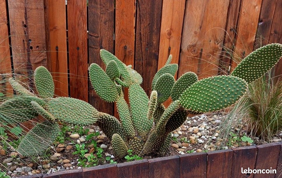 Cactus "raquette" Opuntia microdasys, cactus d'Andalousie - Jardin &  Plantes