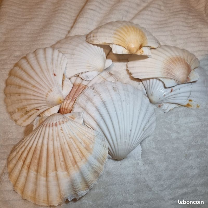 Coquille St Jacques vide (image 3)