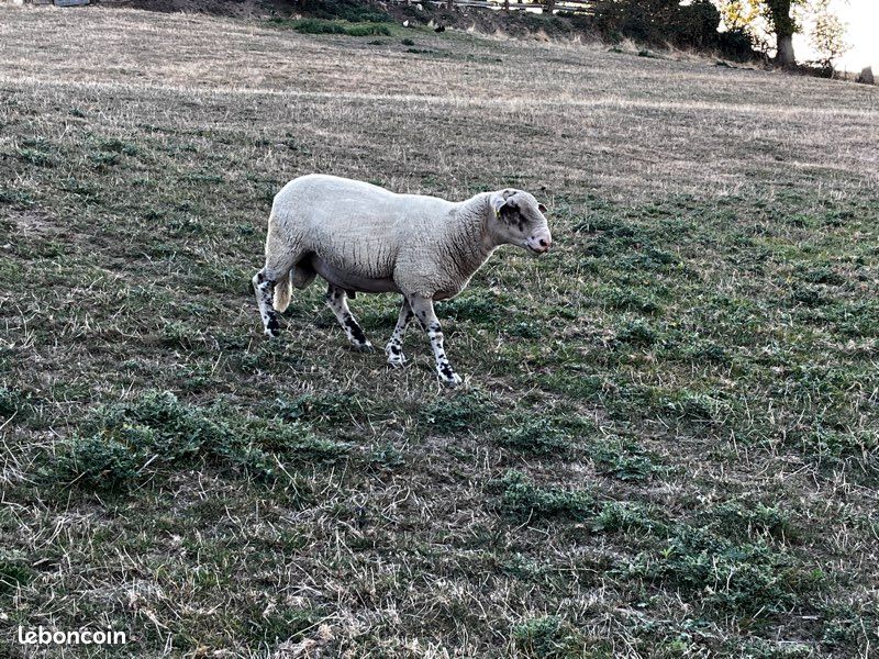 Bélier croisé Suffolk (image 2)