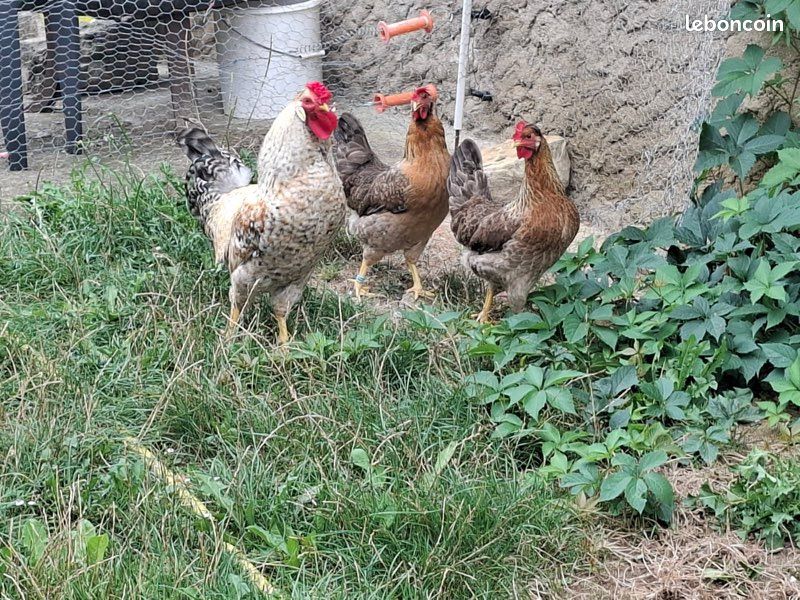 Poules Cream Legbar (image 1)