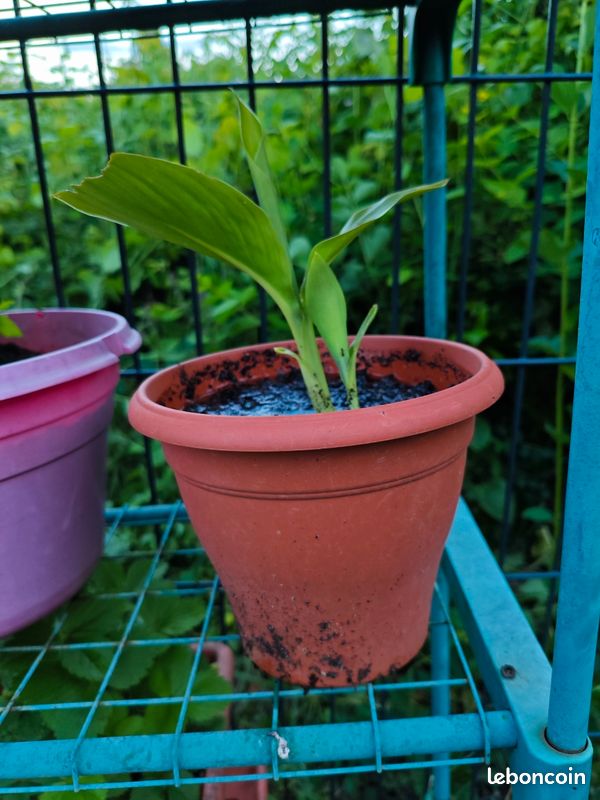 Canna (image 1)