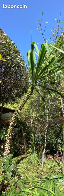 Grand Yucca Elephantipes 4m (image 2)