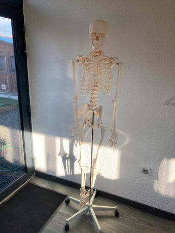 Squelette anatomique humain taille réelle 170cm Destockage Grossiste