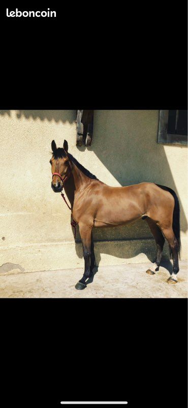 Cheval (image 1)