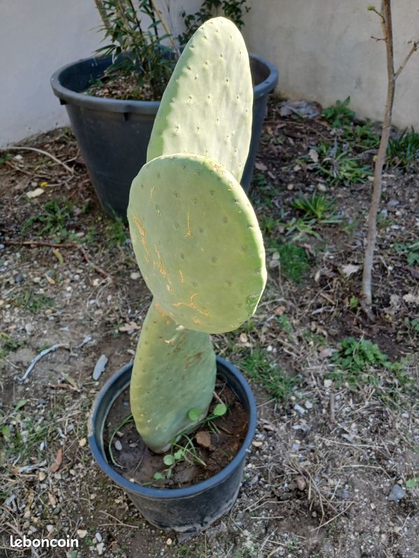 Cactus sans pines - Jardin & Plantes