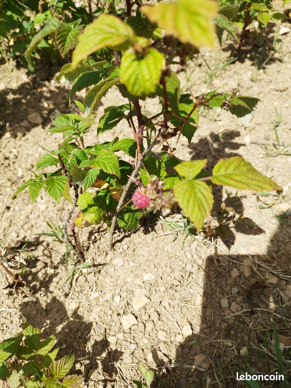 Framboisier, framboises (Bnm) (image 3)
