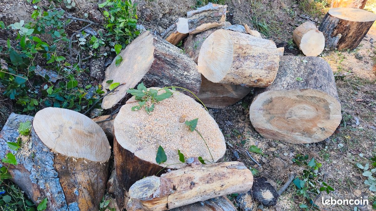 Gros rondins de bois de pin (image 2)