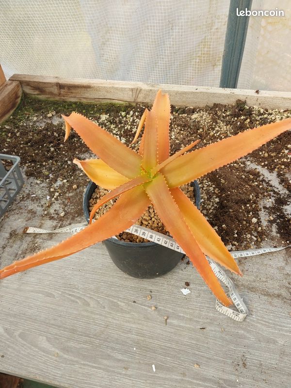 Aloe bulbillifera - Jardin & Plantes