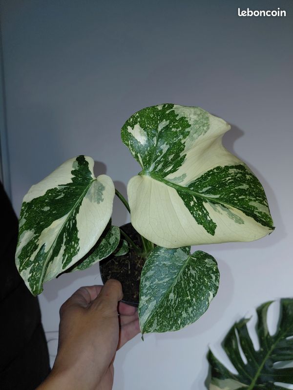 Monstera thai constellation white snow - Jardin & Plantes