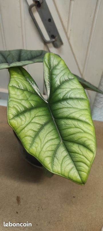 peperomia watermelon variegata Peperomia argyreia 'Watermelon Peperomia' – The Victorian Atlanta