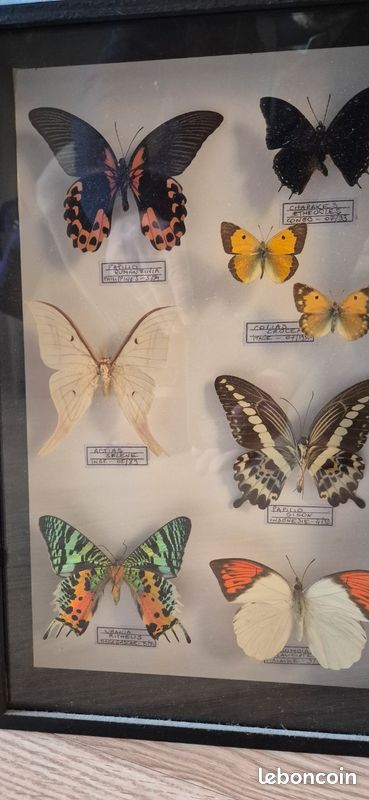 Cadres papillons / coléoptères et scarabées (image 2)