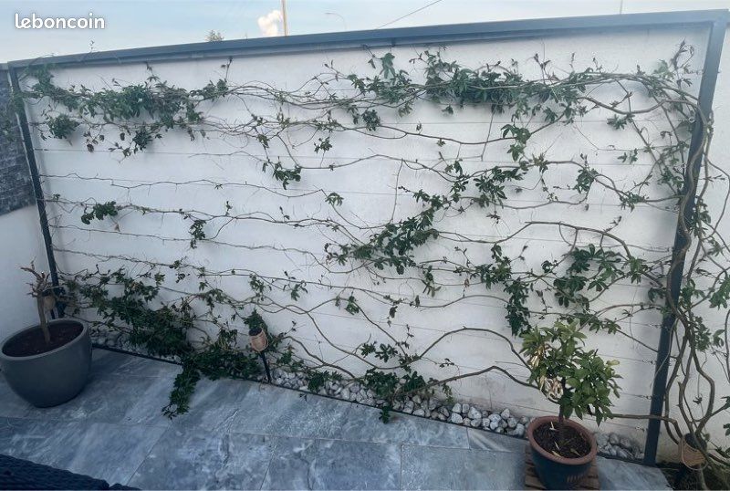 🌿 Treillis métallique pour plantes grimpantes – Sur mesure 🌿 (image 7)