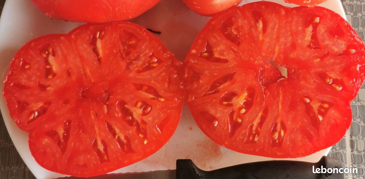 Graines de Tomate Cherokee reproductibles saison 2025 (image 2)