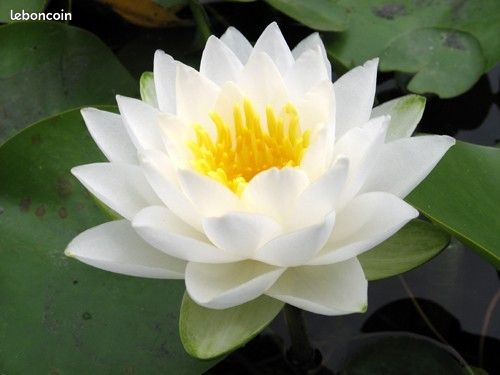 Nenuphar tuberosa maxima (image 2)
