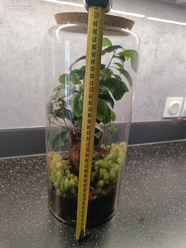 Terrarium Bonsai Ginseng (image 3)