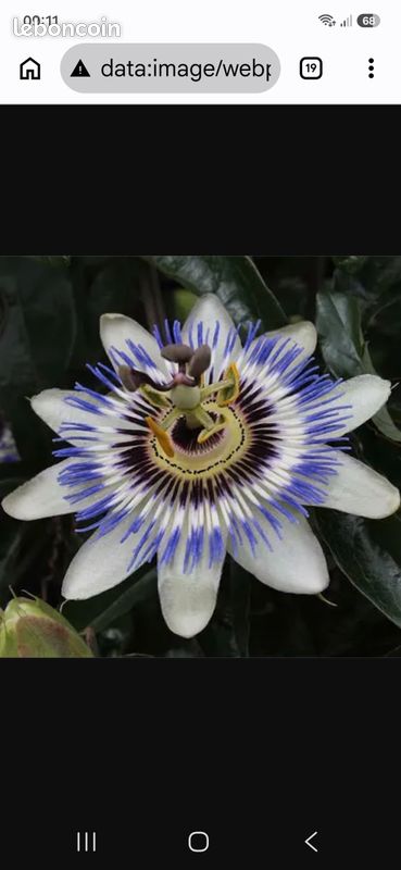 Plants de Passiflore (image 1)