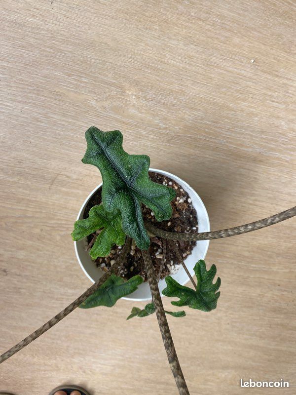 Alocaisa Jacklyn dans son pot et sa soucoupe plante rare (image 4)