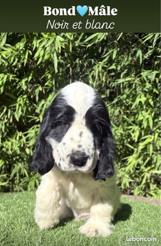 Chiot cocker anglais lof (image 1)