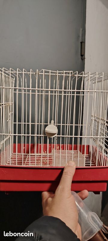 Cage oiseaux (image 3)