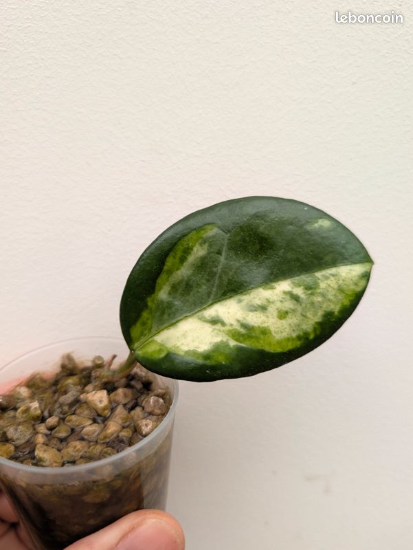 Hoya Madara GE (image 1)