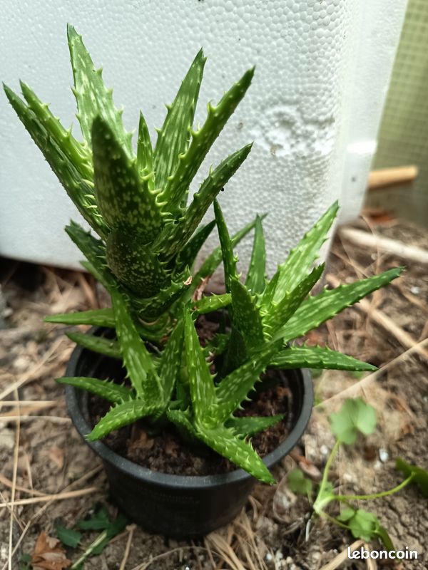 aloe vera blätter kaufen münchen Aloe vera (Echte Aloe) kaufen
