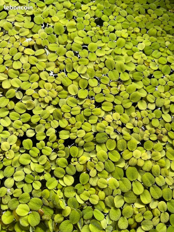 Plantes aquatiques (image 1)