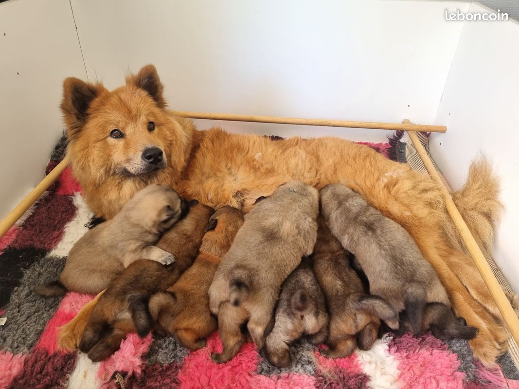 Chiots eurasier LOF disponibles (image 4)