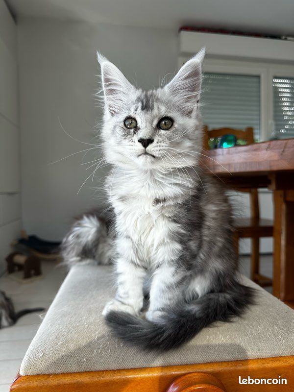 Chaton Maine coon (image 3)