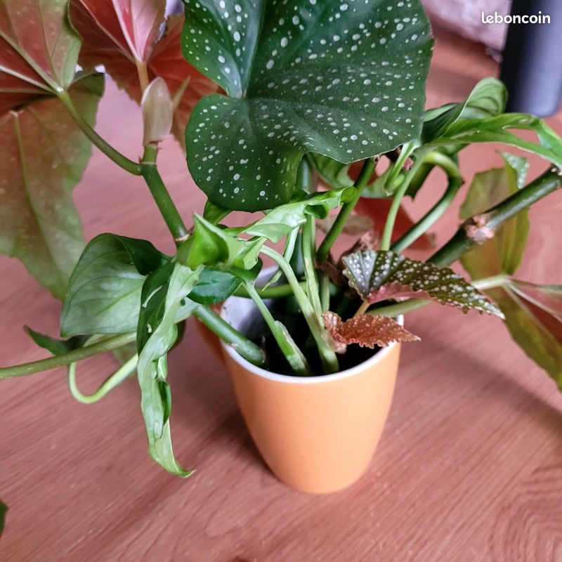 Boutures Plantes intérieures (image 1)