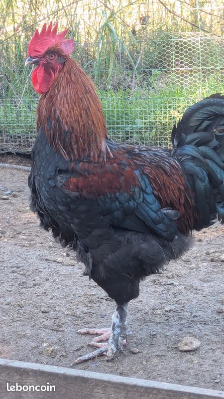Oeufs fécondés Marans NCC (image 2)