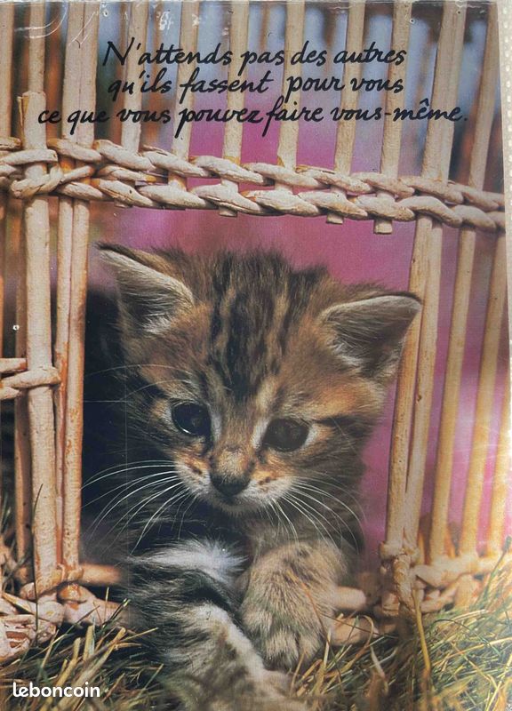 Carte postale gratuite à imprimer Animaux - Chat