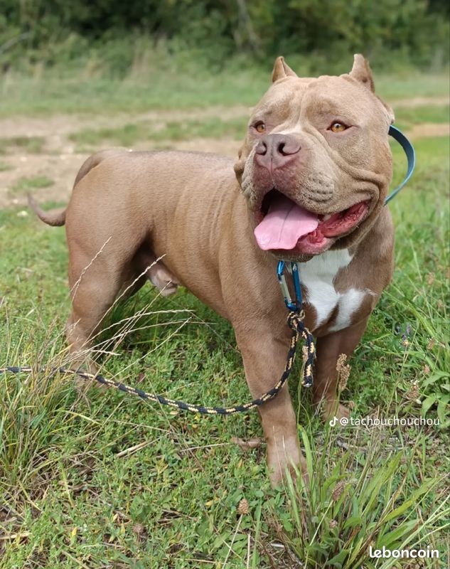 Petits trolls de la forĂȘt đ§đžđŸ American Bully chiots standard / rĂ©servation (image 5)
