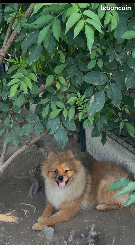 Spitz (image 1)