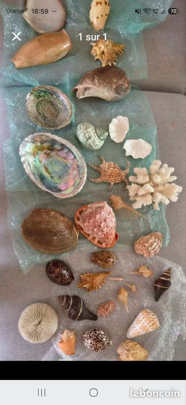 Collection coquillages (image 1)
