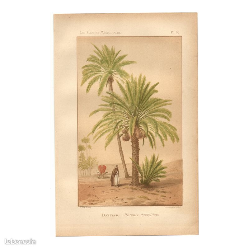 Gravure Ancienne Originale De 1889 - Coquetterie, Dessin De Diagué - Issue D'un Livre