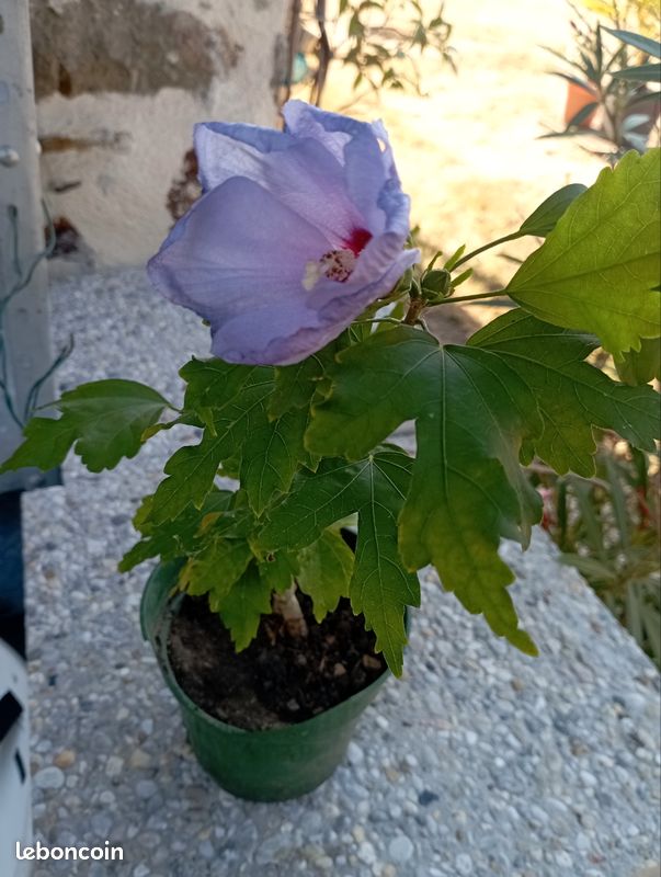 Hibiscus violet (image 2)