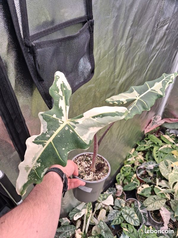 Alocasia Sarian Albo Variegata - Jardin & Plantes