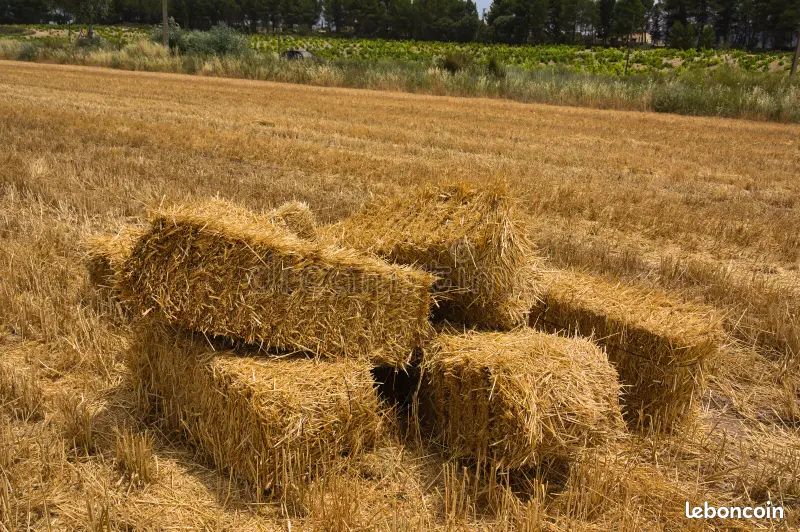 Vends paille pour animaux ou permaculture (image 1)