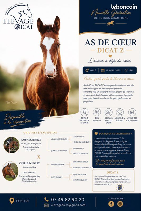 Jeunes chevaux selle français, Z, foals, poulinière (image 3)