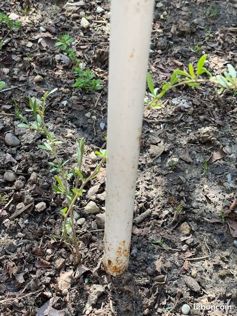 Plant Fruitier Baie de Goji (image 3)