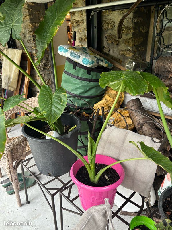 Grande plante d'intrieur - Jardin & Plantes